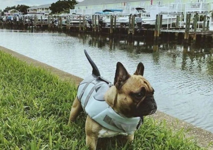 dog parks in st. pete - coquina key dog park
