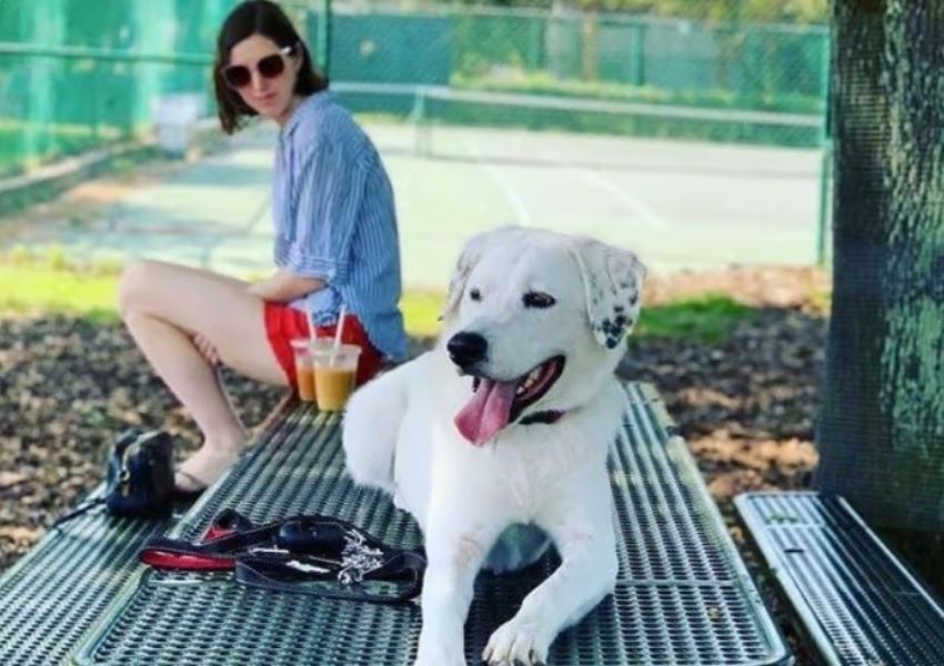 pet friendly places dog friendly spots dog friendly places in tampa
