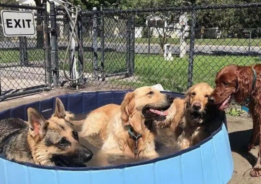 st. pete dog parks - kenwood dog park