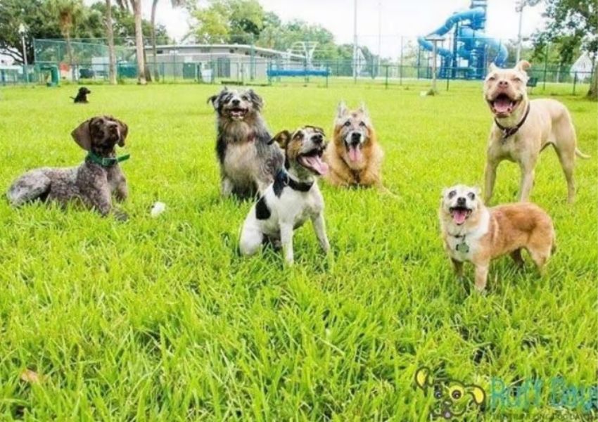 pet friendly places dog friendly spots dog friendly places in tampa