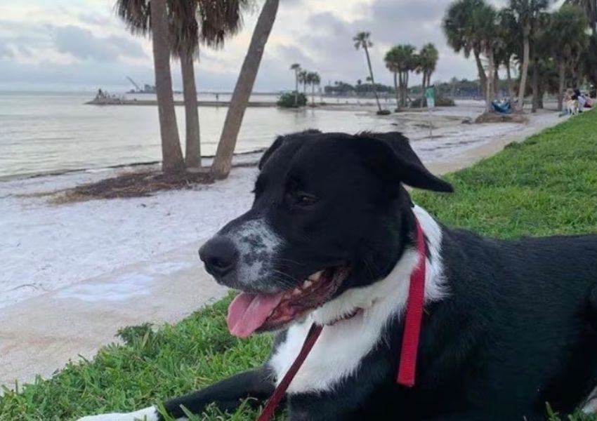 st. pete dog parks - north shore dog park