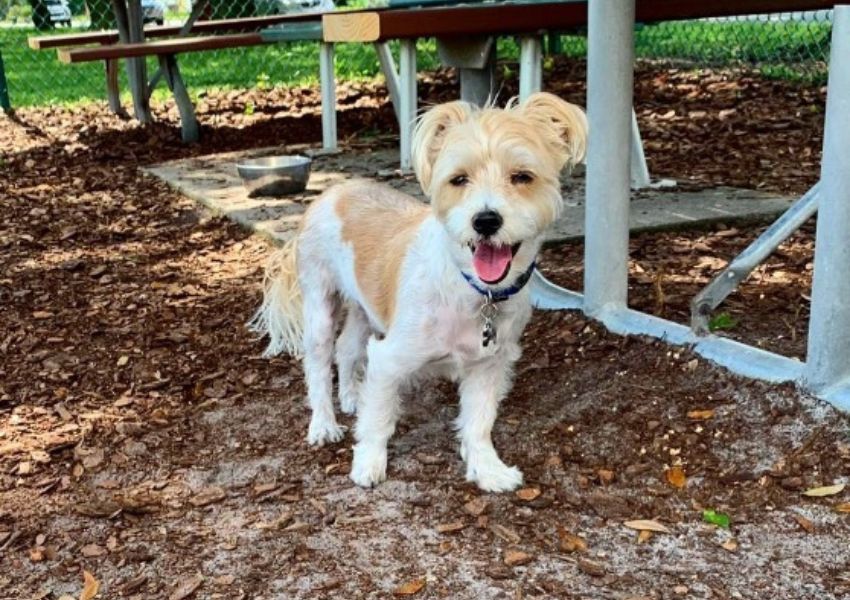 st. pete dog parks - walter fuller park