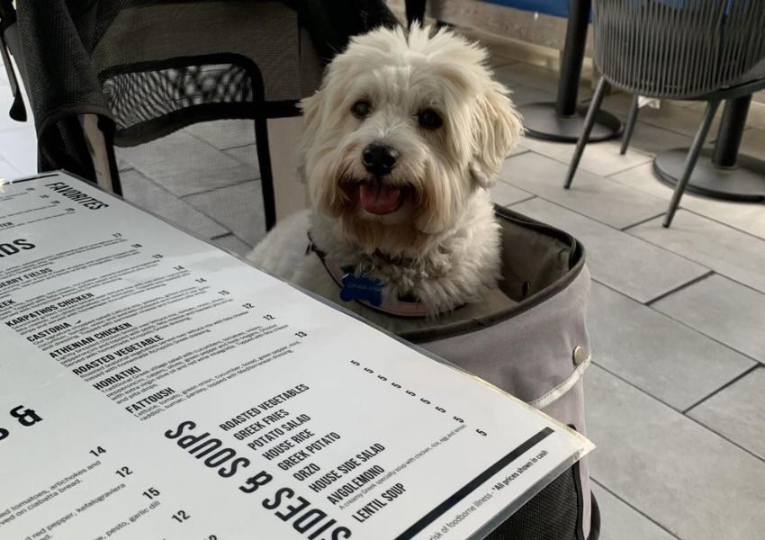 dog friendly food places