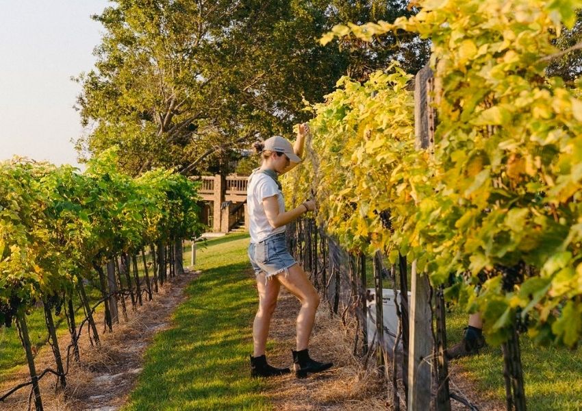 Austin wineries