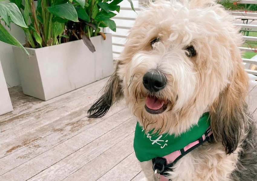 10 Summertime Dog Friendly Restaurants in Eastside ATX