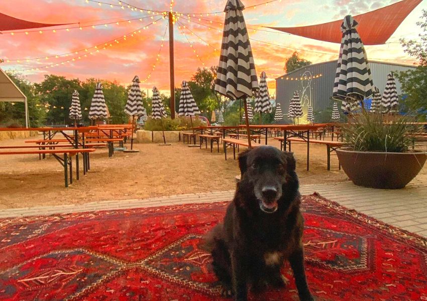 dog friendly restaurants in eastside