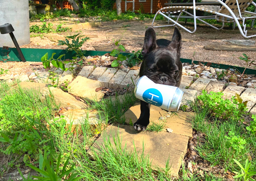10 Summertime Dog Friendly Restaurants in Eastside ATX