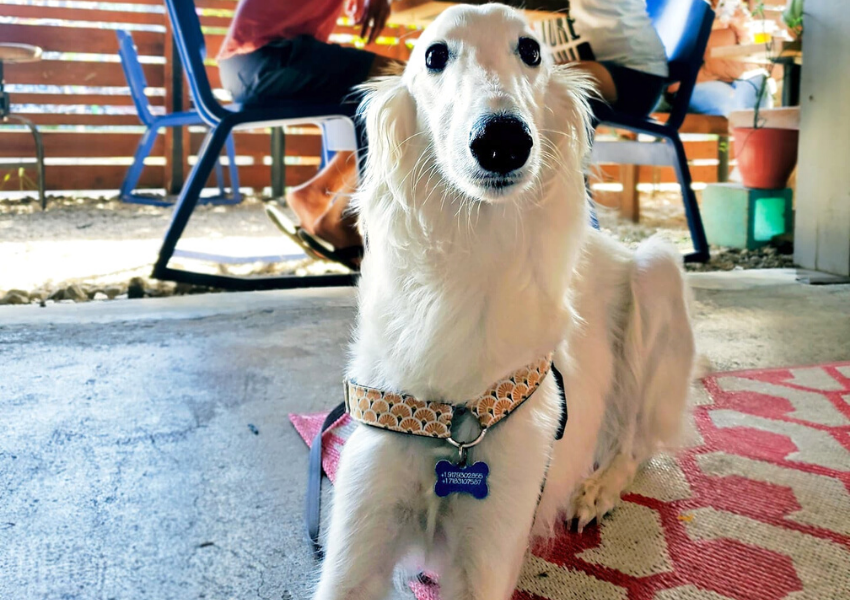 10 Summertime Dog Friendly Restaurants in Eastside ATX