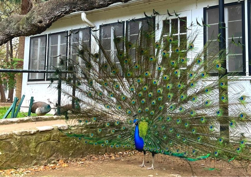 things to do this summer in austin