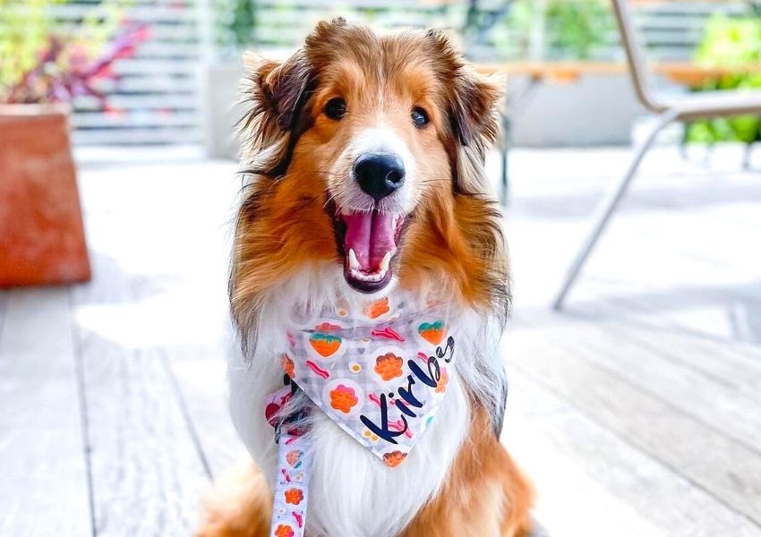 Dog Friendly Restaurants in Austin