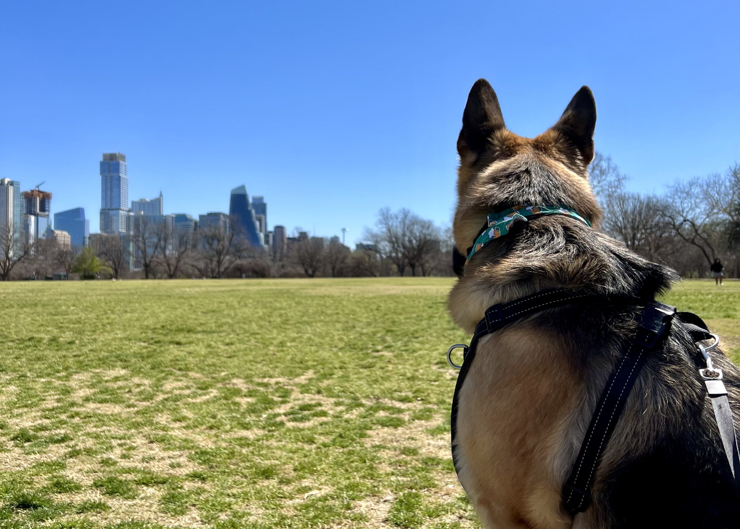 The Best Dog Parks in Austin To Bark About