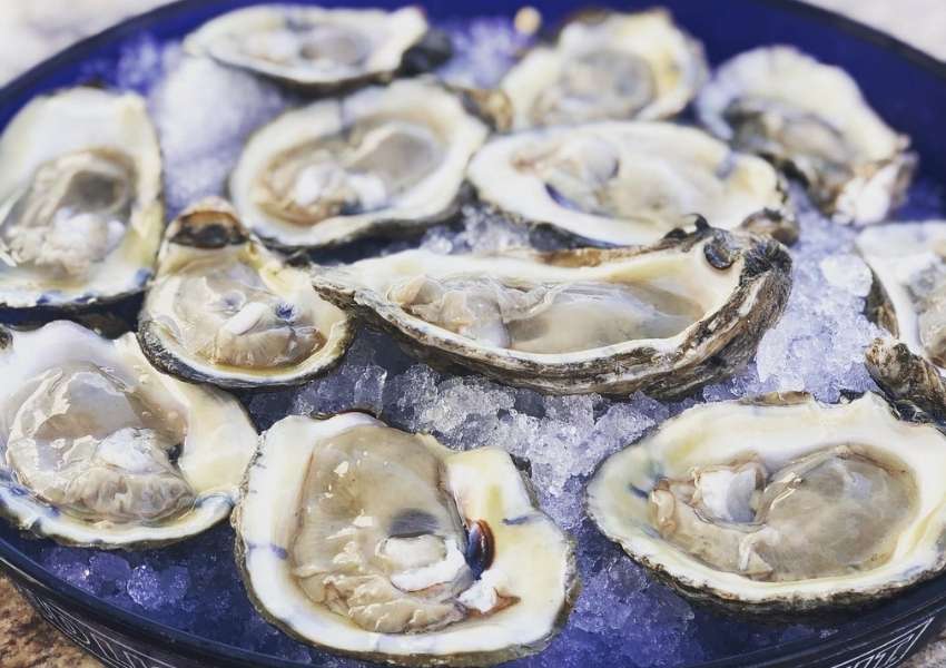 restaurants in tampa bay