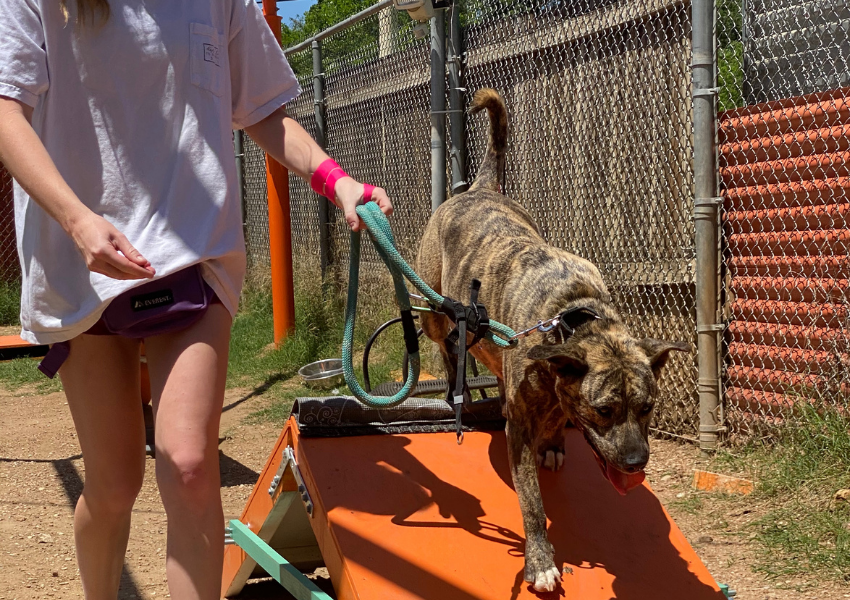 Adopt a Furry Friend with Austin Pets Alive!
