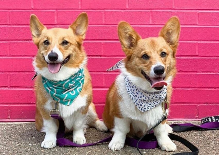 Millie's - Dog Friendly Restaurants in Pittsburgh||East End Brewing Company