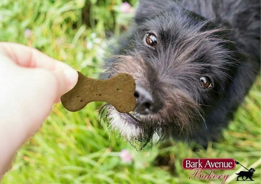 Pamper Your Pup at the Best Dog Treat Shops and Bakeries in Orlando