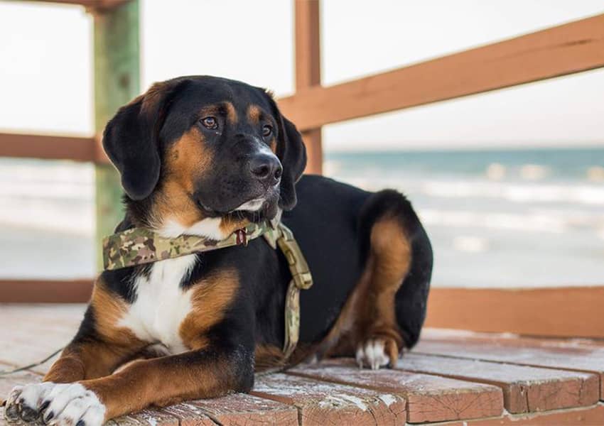 Pet-Friendly Hotels in St. Augustine