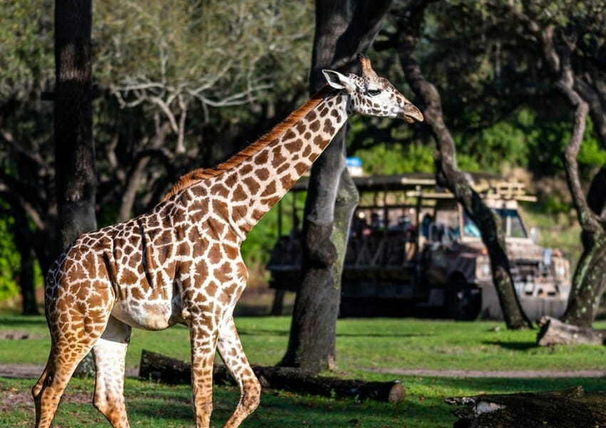 Best Things to do at Animal Kingdom Curated by Locals
