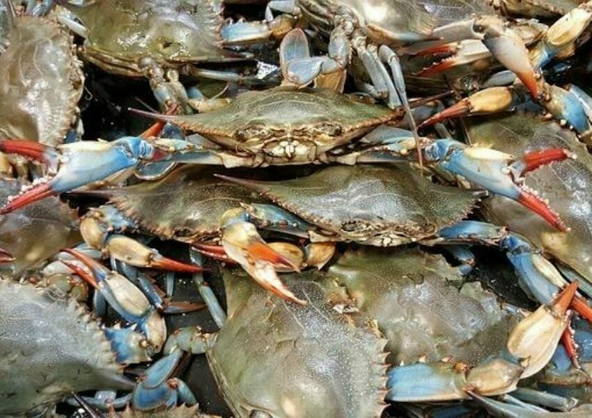 Best Places for Seafood Boil and Crab Legs in Orlando