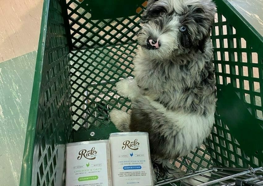 Pamper Your Pup at the Best Dog Treat Shops and Bakeries in Orlando