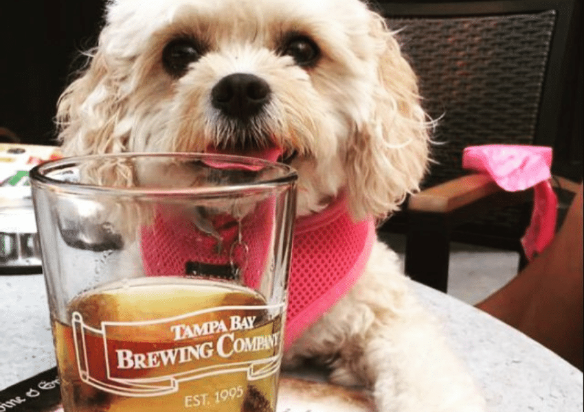 dog friendly places