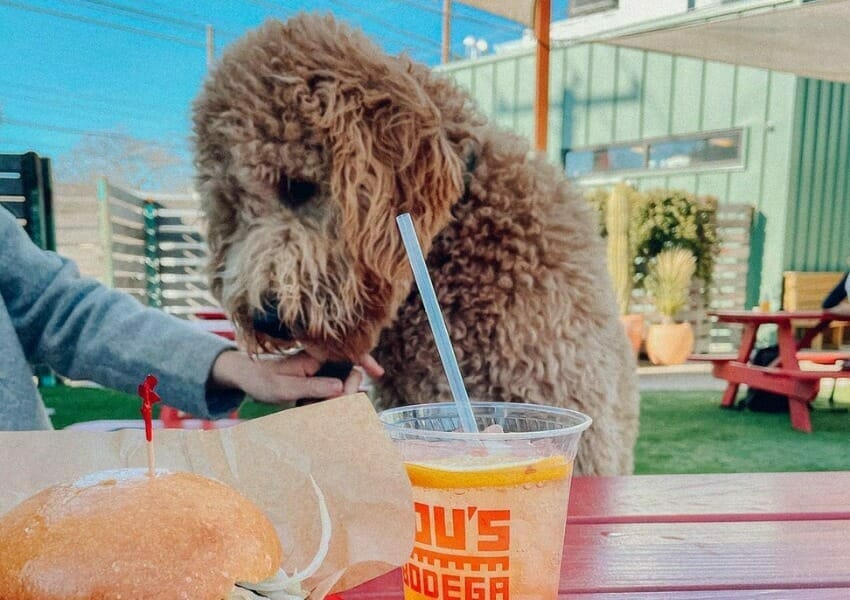 10 Summertime Dog Friendly Restaurants in Eastside ATX