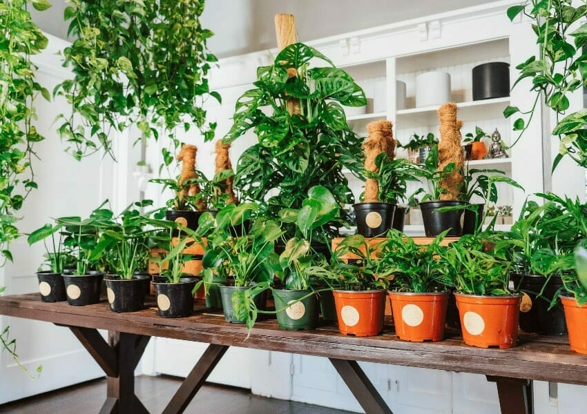 Meet Tampa Bay's Plant Loving Brothers: Yura Vine Bros.