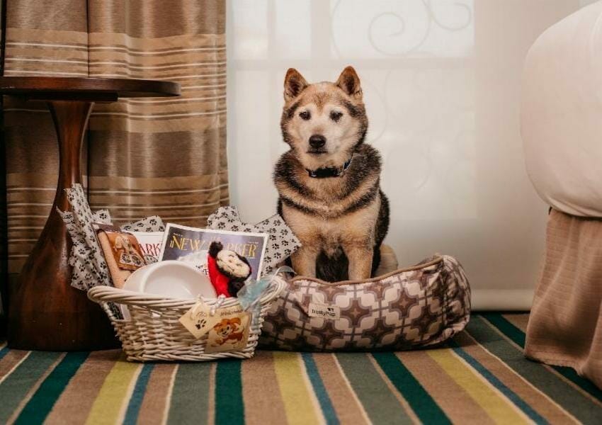 Pet-Friendly Hotels in Orlando For You and Your Furriest Friend