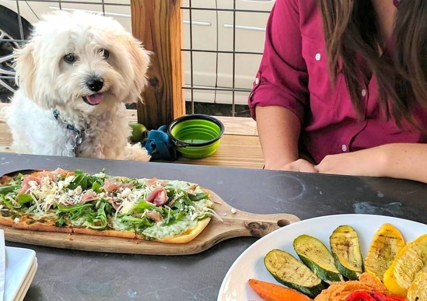 dog friendly restaurant