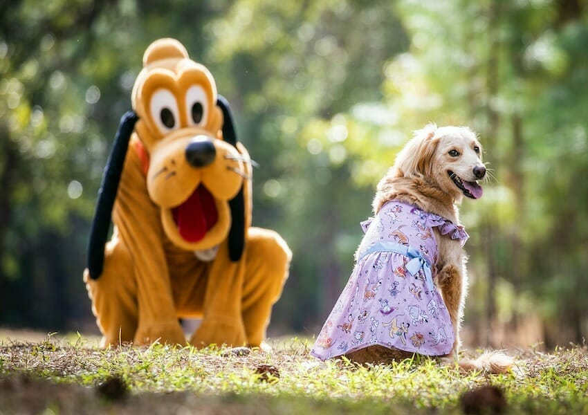 Pet-Friendly Hotels in Orlando For You and Your Furriest Friend