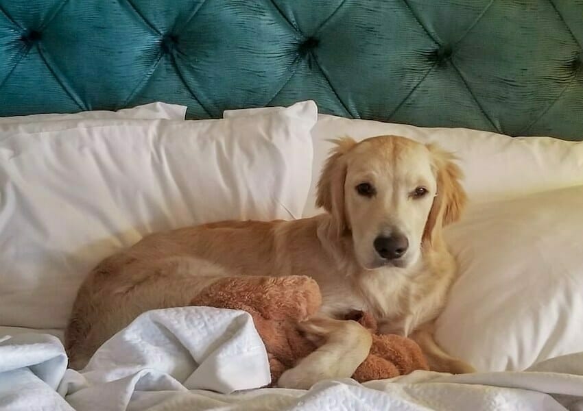 Pet-Friendly Hotels in Orlando For You and Your Furriest Friend
