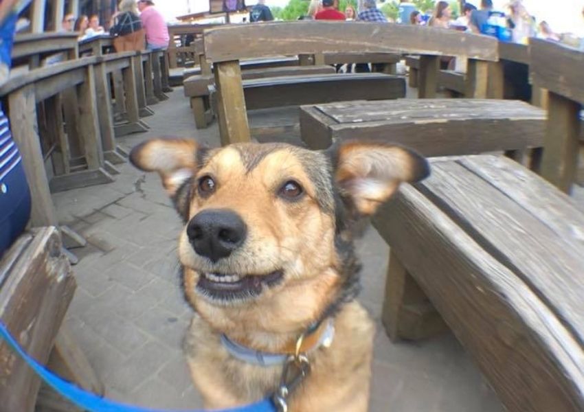 porch swing pub