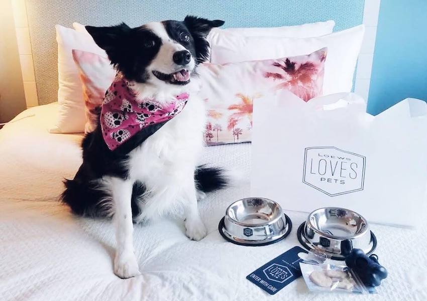 Pet-Friendly Hotels in Orlando For You and Your Furriest Friend