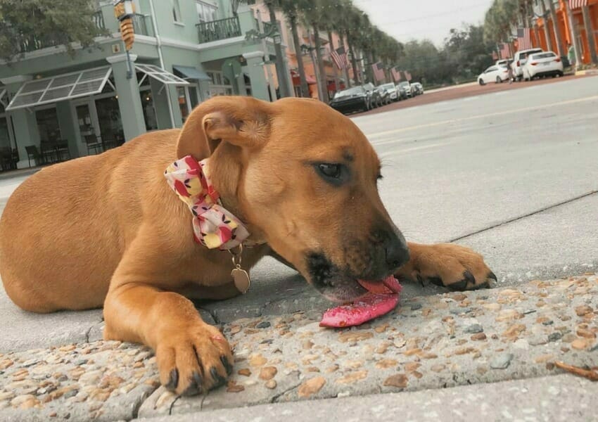 Pamper Your Pup at the Best Dog Treat Shops and Bakeries in Orlando