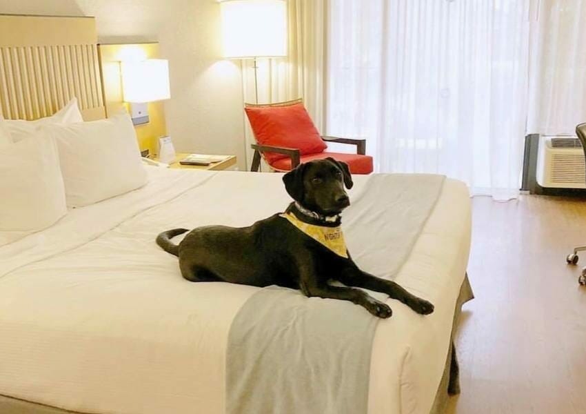 Pet-Friendly Hotels in Orlando For You and Your Furriest Friend