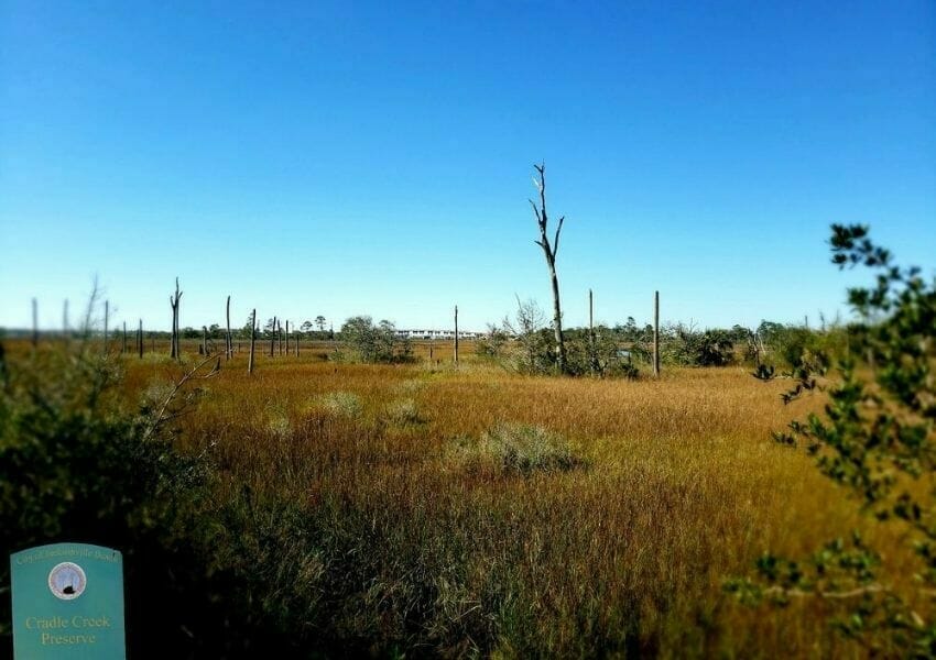 Best Parks in Jacksonville Beach for an Outdoor Adventure