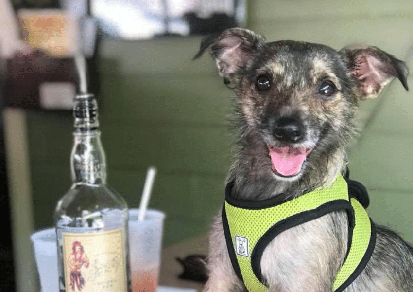 dog friendly food places