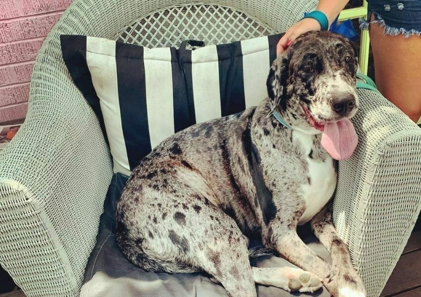 Grab Your Pup and Check Out These Dog-Friendly Restaurants in Gulfport