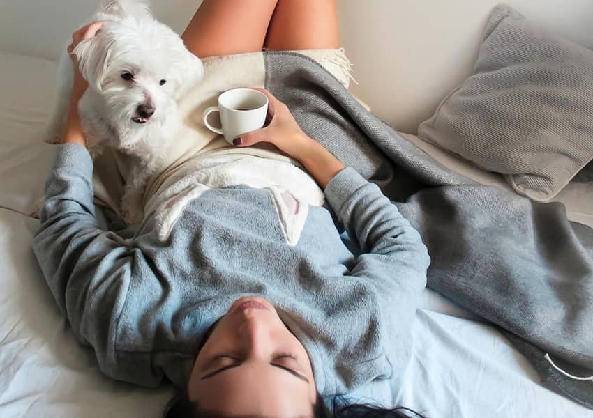 Pet-Friendly Hotels in St. Augustine