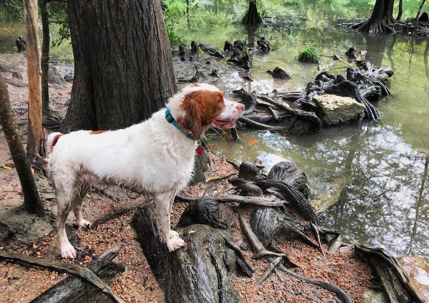 Let Your Pup Run Wild at These Austin Dog Parks