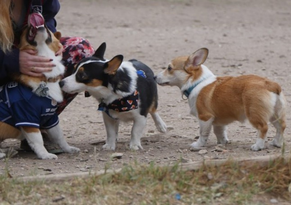 Let Your Pup Run Wild at These Austin Dog Parks