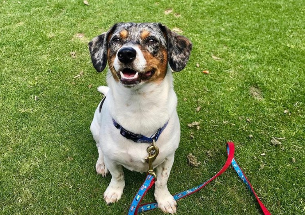 Let Your Pup Run Wild at These Austin Dog Parks