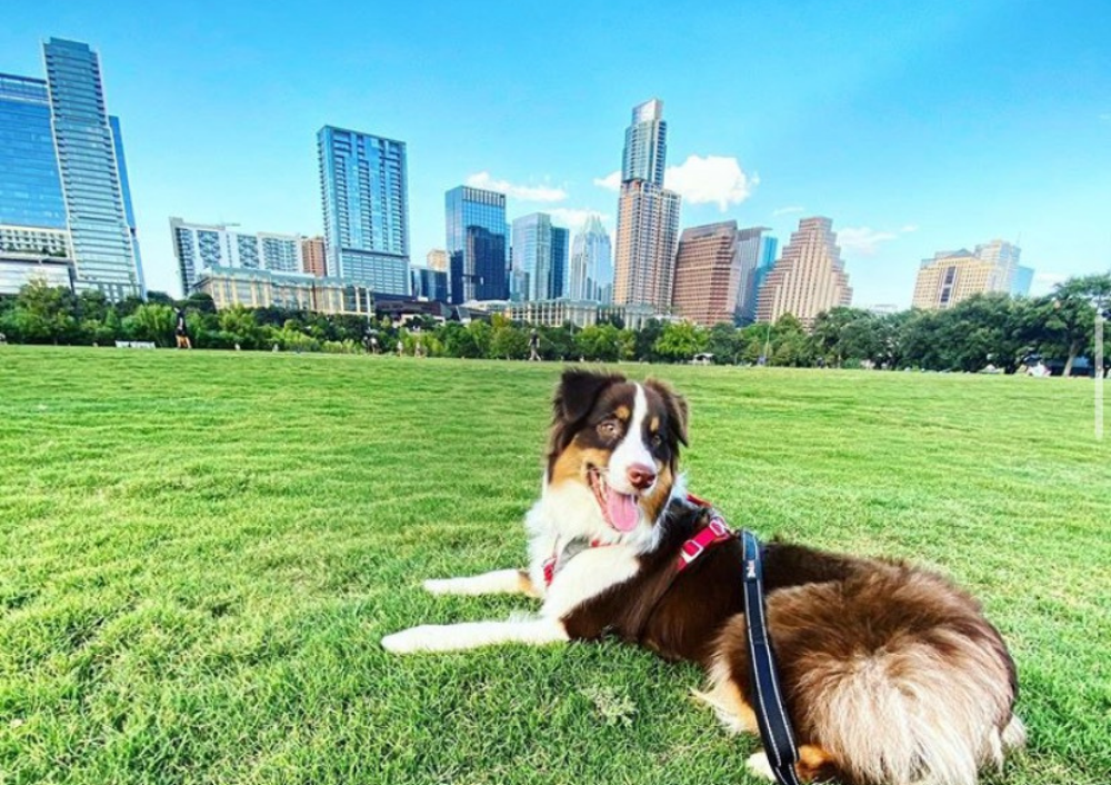Let Your Pup Run Wild at These Austin Dog Parks