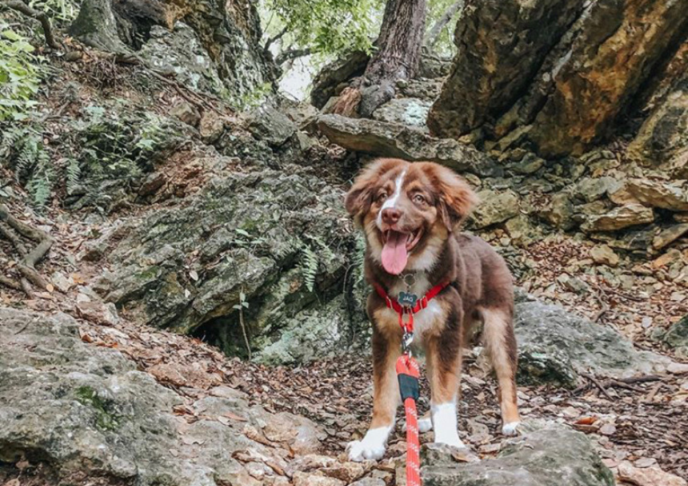 Let Your Pup Run Wild at These Austin Dog Parks