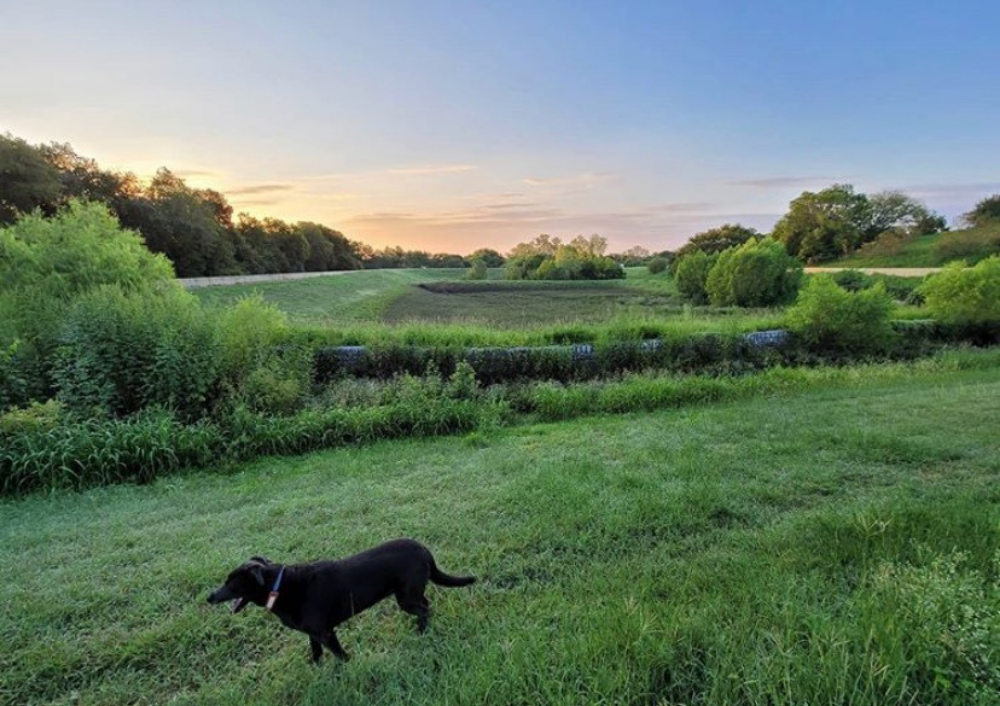 Let Your Pup Run Wild at These Austin Dog Parks