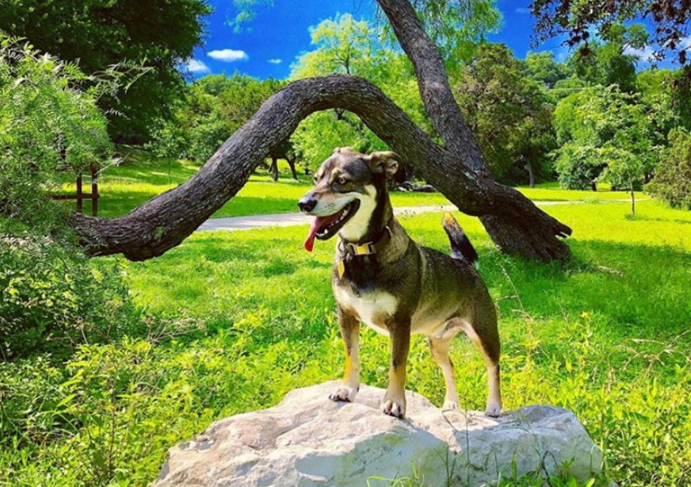 Let Your Pup Run Wild at These Austin Dog Parks