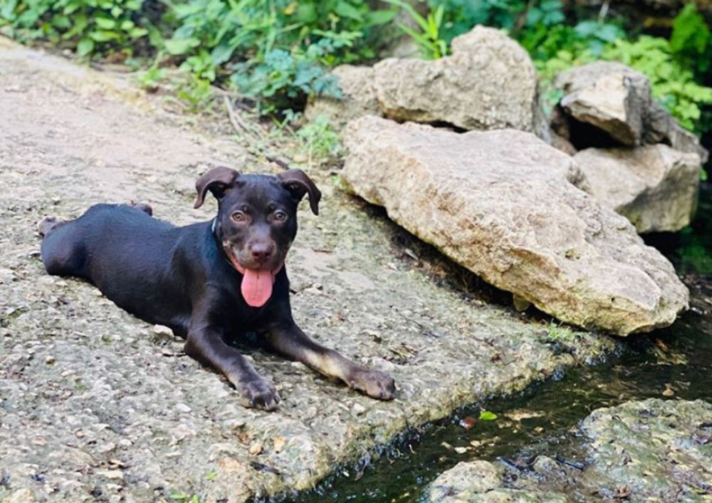 Let Your Pup Run Wild at These Austin Dog Parks