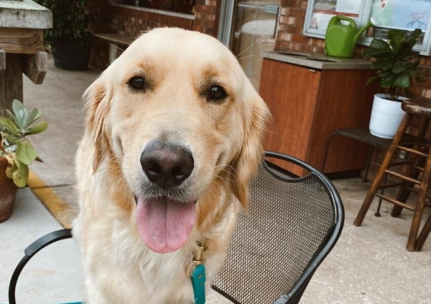 5 Dog Friendly Restaurants in Jacksonville Beach