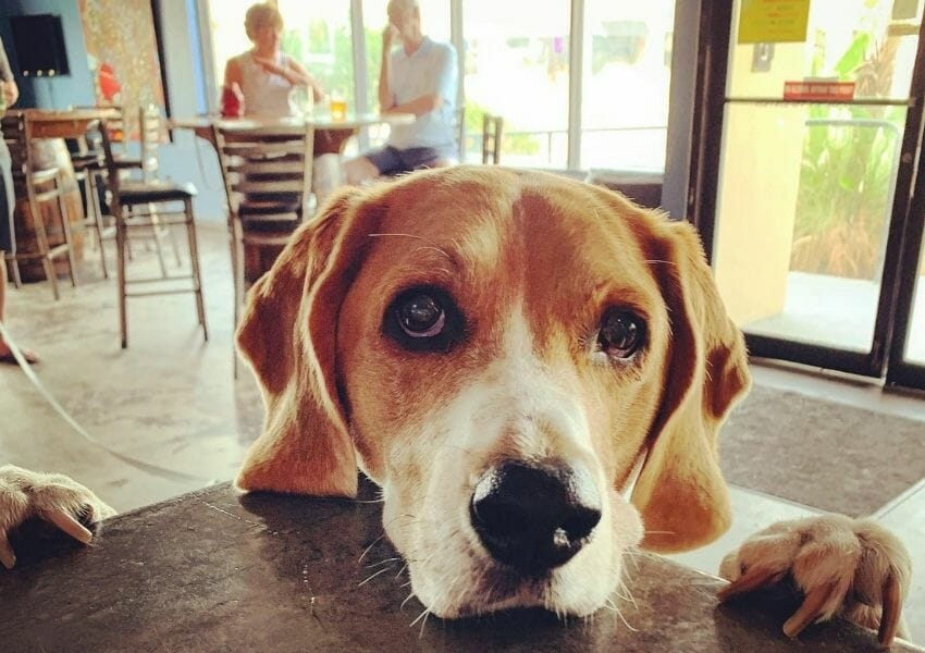 5 Dog Friendly Restaurants in Jacksonville Beach