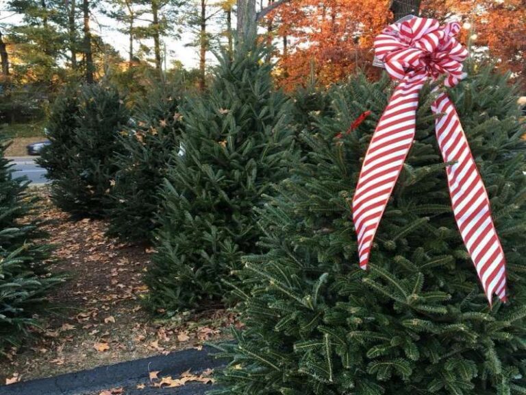 Where to Buy a Live Christmas Tree in Charlotte