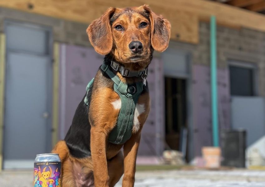 Grist House Dog Friendly Pittsburgh